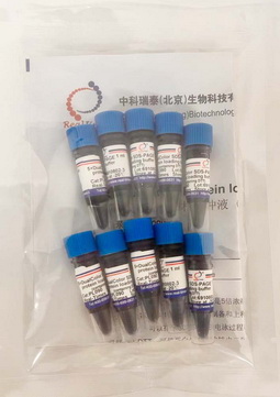 5×雙色蛋白上樣緩沖液 (變性，還原）